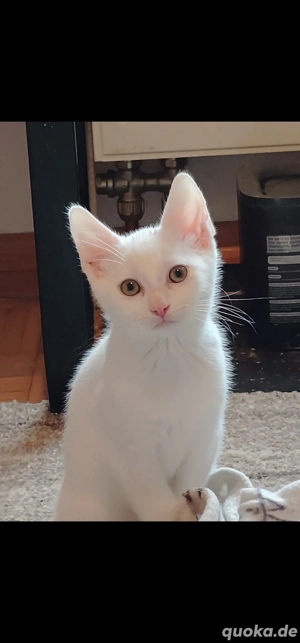 Einzigartig schöne Jungkatzen Katzenbabys Kitten weiß,  getigert, mehrfarbig (Glückskatze)         