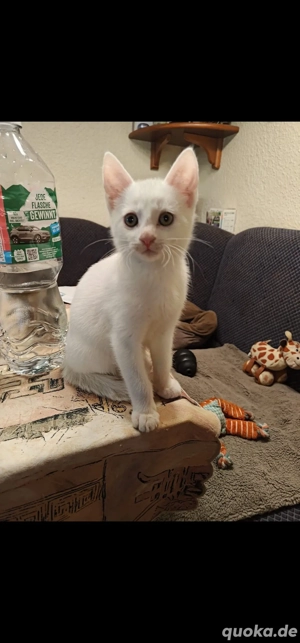 Liebevolle Kuschelmonster Jungkatzen Katzenbabys Kitten getigert und weiß       