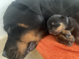 Rottweiler-Welpen  -Perfekt für Familien als Wachhund 