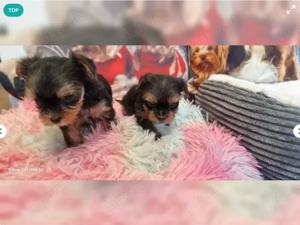 Yorkshire Terrier Welpen