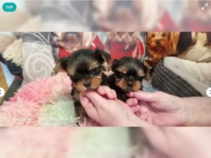 Yorkshire Terrier Welpen