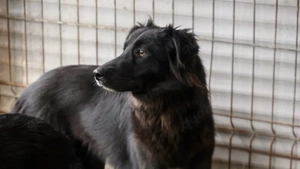 Darja sehnt sich nach Zuwendung!