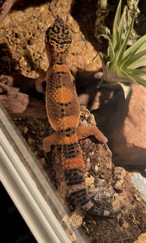Black Night Mandarin Leopardgecko 