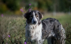 Verspielte Nala sucht ihr Glück