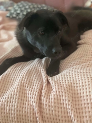 Yana, sanfte Schönheit sucht ihr Zuhause Bild 5