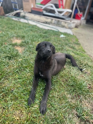 Yana, sanfte Schönheit sucht ihr Zuhause Bild 3