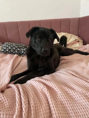 Yana, sanfte Schönheit sucht ihr Zuhause Bild 2