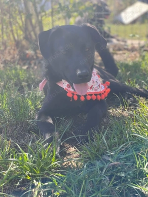 Yana, sanfte Schönheit sucht ihr Zuhause Bild 4