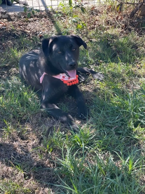 Yana, sanfte Schönheit sucht ihr Zuhause Bild 7