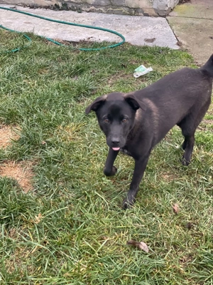 Yana, sanfte Schönheit sucht ihr Zuhause Bild 6