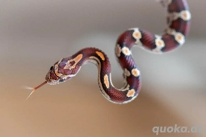  Konnatter Nachzuchten suchen neues Zuhause 