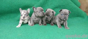 Französische Bulldogge Welpen 