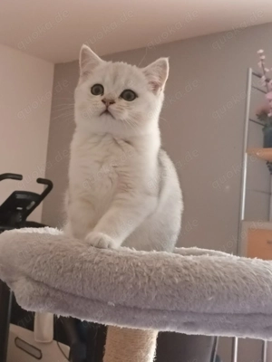 Baby Katze BKH suchen ein neues Zuhause