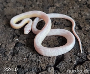 Avalanche Motley Pied, Ghost Tessera Motley, Snow Motley 