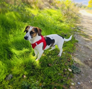Kiro ein Beagle  Jack Russel Mix sucht ein Zuhause 