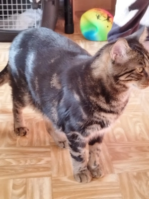 Kater abzugeben Mai 24 geboren 