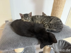  2 kätzchen  suchen   ein zuhause  Bild 3