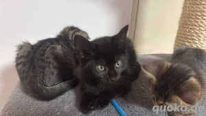  2 kätzchen  suchen   ein zuhause  Bild 2