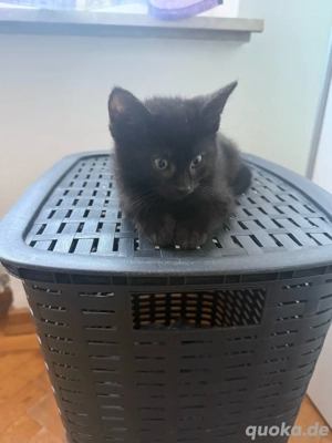  2 kätzchen  suchen   ein zuhause  Bild 4