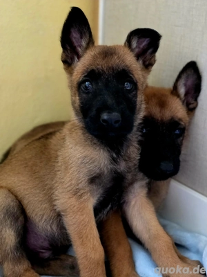 Malinois Belgische Schäferhundwelpen