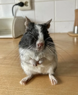 Besonders schönes Degu-Weibchen