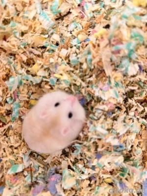 Handzahm Hamster babys sucht neues zu Haus. Bild 3