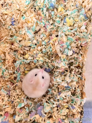 Handzahm Hamster babys sucht neues zu Haus. Bild 2