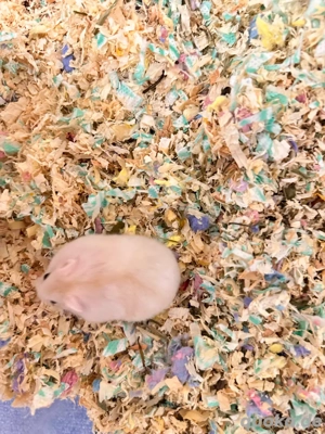 Handzahm Hamster babys sucht neues zu Haus. Bild 4