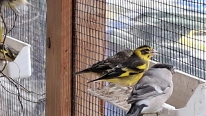 Himalayagrünlinge Himalayazeisige Himalayagrünfink