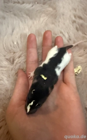 Rattenbabys Sofortabgabe MÄNNCHEN Bild 4