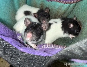 Rattenbabys Sofortabgabe MÄNNCHEN Bild 2