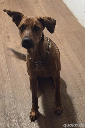 Belgische Schäfer Mix Hündin 