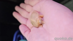 Chinesische Weichschildkröte Pelodiscus sinensis Albino