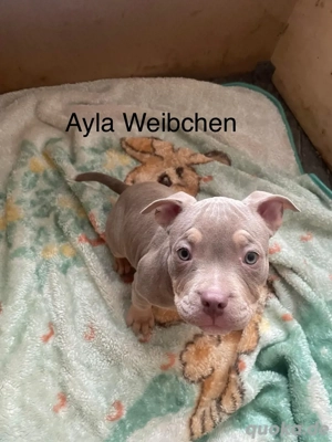 American Bully Welpen   traumhafte Tri Color Babys mit liebevollem Wesen 