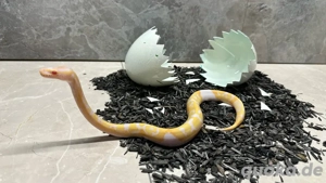 0.1 Königspython Albino-Pied