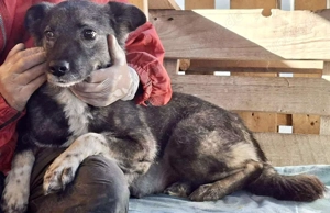 Seniorin Nancy   Es geht um die Wurst Bild 4