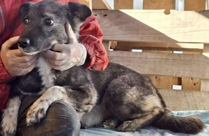 Seniorin Nancy   Es geht um die Wurst