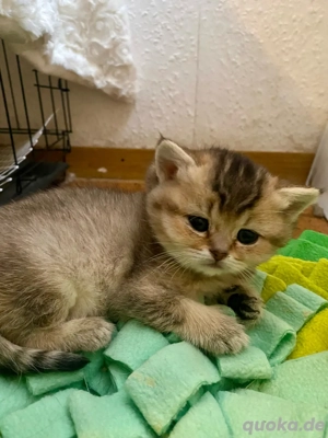  1 weibliches BKH Kitten zu Weihnachten