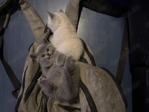 Bkh mix russisch blau Bild 7