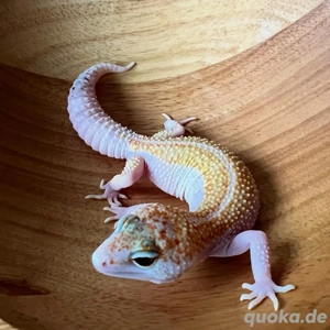 Leopardgecko