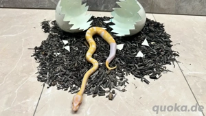 Königspython Albino-Pied