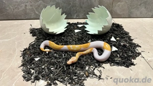 0.1 Königspython Albino-Pied