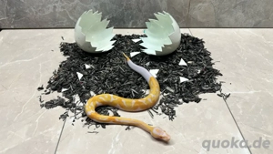 Königspython Albino-Pied