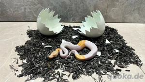 0.1 Königspython Albino-Pied