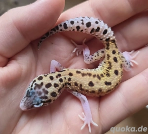 Ghost eclipse het.TA Leopardgecko weibchen 
