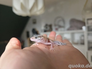Ghost eclipse het.TA leopardgecko weibchen 