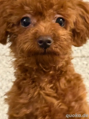 toy-pudel zu verkaufen