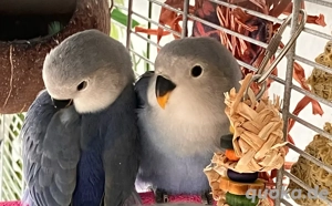    Rosenköpfchen abzugeben   liebevolle neue Körnergeber gesucht!   