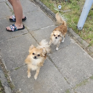 2 chihuahuas suchen ein neues Liebevolles Zuhause 