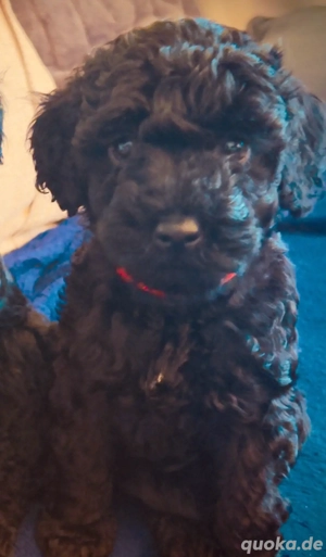 Reinrassige Zwergpudel in  Schwarz